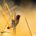 Wild West Gold игра для тренировки реакции и активного досуга