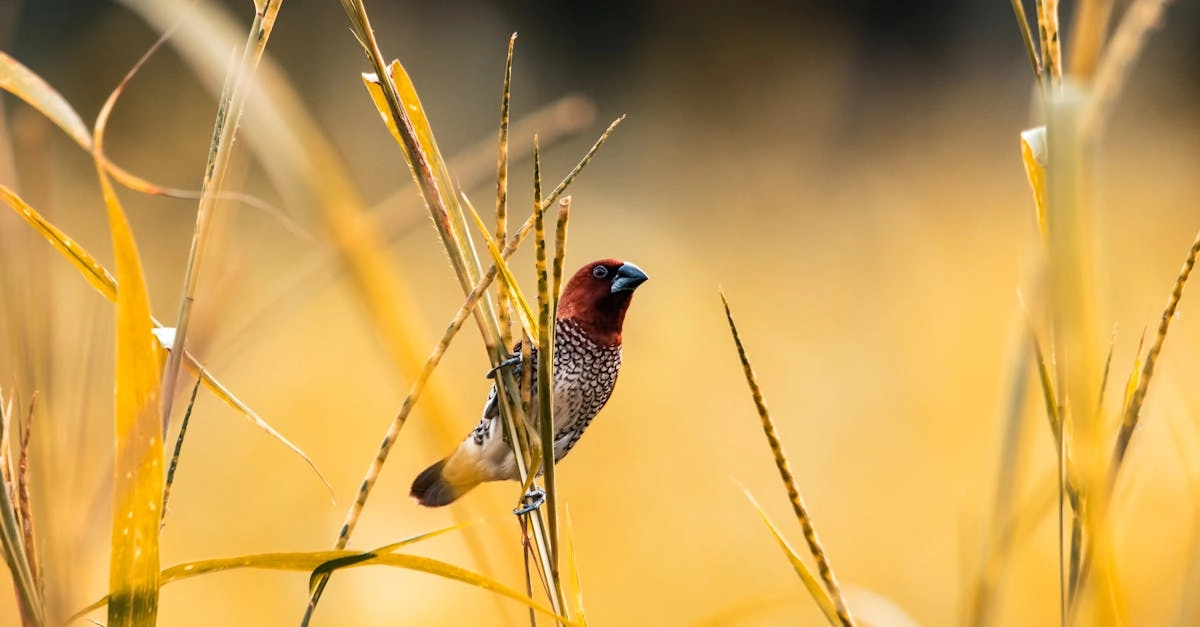 Wild West Gold игра для тренировки реакции и активного досуга